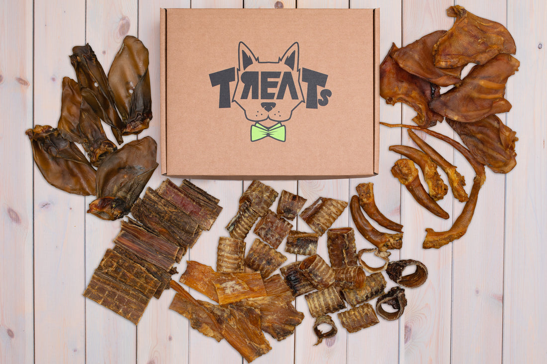 skanukai šunims internetu