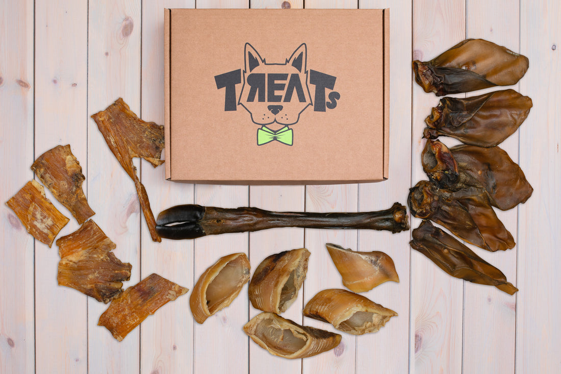 Skanukai šunims akcija